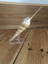 Spindle tibia seashell for sale  LONDON