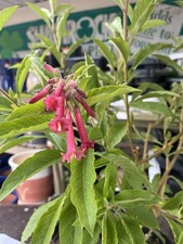 Iochroma cyaneum pink for sale  HELSTON