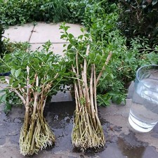 Pre order rooted for sale  Derwood