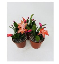 Houseplant christmas cactus for sale  Menifee