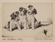 Wire fox terrier for sale  Tampa
