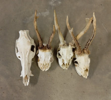 Trofei teschio cinghiale usato  Fiumalbo