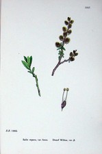 Plantas de botânica com estampa antiga original C1902 salgueiro anão Salix Fusca repens comprar usado  Enviando para Brazil