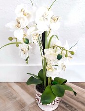White silk phalaenopsis for sale  Palm City