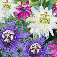 passion flower for sale passion flower for sale UK
