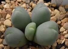 Conophytum meyeri 1067 for sale  AYLESBURY