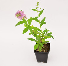 Buddleja piante vaso usato  Terlizzi