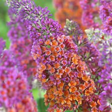 Buddleia flower power for sale  UK