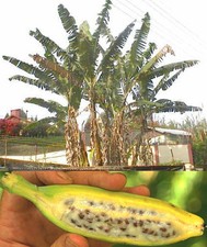 Samen große palme gebraucht kaufen  Calw