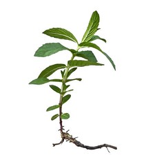 Plant mint spearmint for sale  Downers Grove