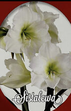 plants house amaryllis for sale plants house amaryllis for sale Spring