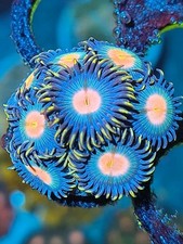Crazy zoa zoanthid for sale  NORTHAMPTON