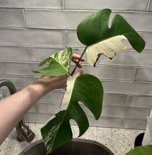 Monstera albo variegated for sale  Canonsburg