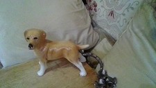 Large golden labrador for sale  SOUTHEND-ON-SEA