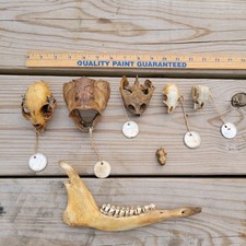 Lot skulls taxidermy for sale  Mc Clure