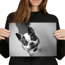 Smiling boston terrier for sale  SELBY