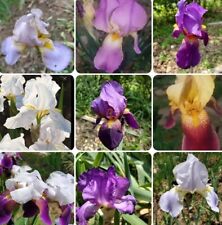 Big bearded iris for sale  Sand Springs