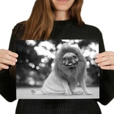 Cute pug lion for sale  SELBY