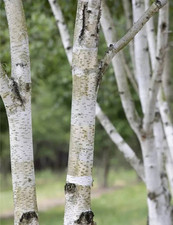 Moorbirke sumpfbirke betula gebraucht kaufen  Zetel