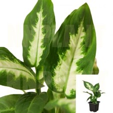 Dieffenbachia camile lime for sale  Modesto