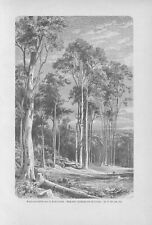 Árvores de eucalipto na Austrália eucalipto WOODCUT de 1898 Botânica comprar usado  Enviando para Brazil
