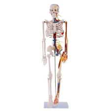 Anatomie skelett 85cm gebraucht kaufen  Paderborn