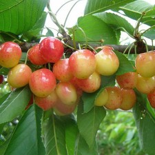 Cerisier bigarreau napoléon d'occasion Cerisier bigarreau napoléon d'occasion  Pouzauges