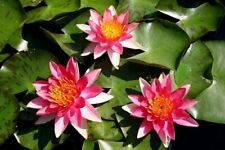 Little sue dwarf for sale  UK