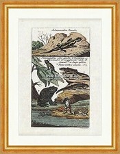 Feuersalamander erdsalamander  gebraucht kaufen  Grabenstätt
