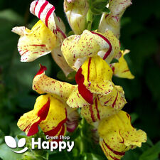 Snapdragon 1000 seeds for sale  DONCASTER