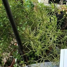 Firestick pencil cactus for sale  Fort Pierce