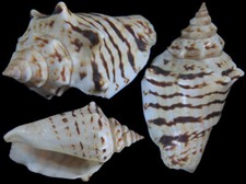 Concha do mar: Conomurex fasciatus 43,1 mm F++/F+++ (da Eritreia) comprar usado  Enviando para Brazil
