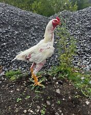 Shamo hatching eggs for sale  SALTBURN-BY-THE-SEA