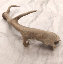 Natural real fallow for sale  USA