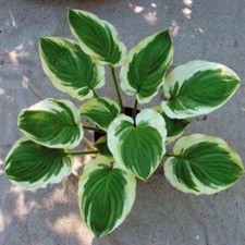 Hosta blazing saddles for sale  Oak Creek