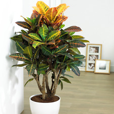 Codiaeum petra plant for sale  UK