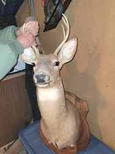 Whitetail deer head for sale  Beloit