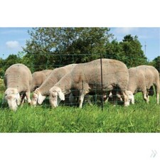 Electric green sheep for sale  HERTFORD