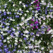 Perfect plants trailing for sale  HAILSHAM
