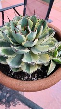Agave kissho kan for sale  San Diego