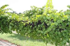 Fresh vine clippings for sale  Lakeland