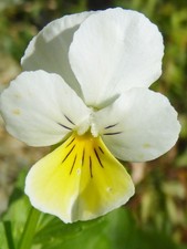 Viola tricolor wildes gebraucht kaufen  Bad Kissingen