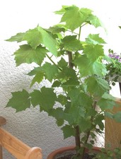 Samen zimmerlinde frühling gebraucht kaufen  Calw