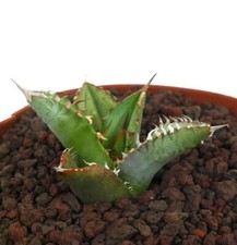 Agave titanota squalo usato  Napoli