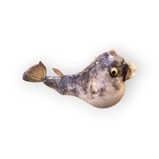 Pesce palla tassidermia usato  Arcore
