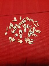 Lot dents sanglier d'occasion  Dun-sur-Auron