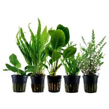 Pflanzen set aufsitzer gebraucht kaufen  Worms
