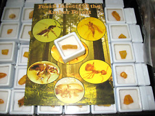 Fossil insects amber for sale  WAKEFIELD