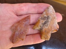 Colorful coral newnan for sale  Tallahassee