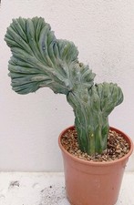 myrtillocactus usato myrtillocactus usato Brindisi